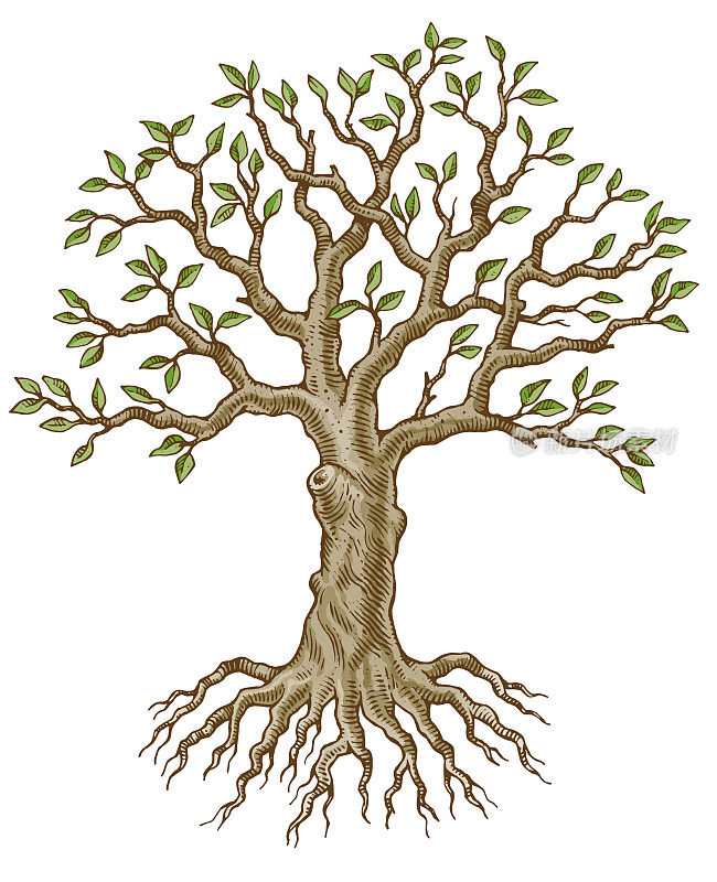 Tree sketch illustration